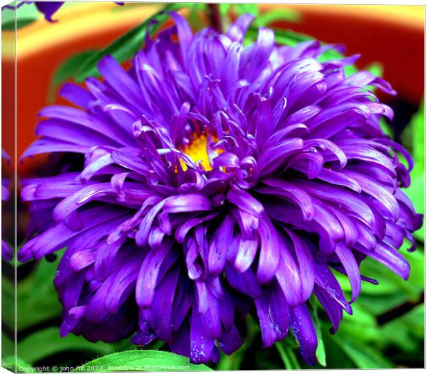 Aster (violet blue) in close up. Canvas Print by john hill