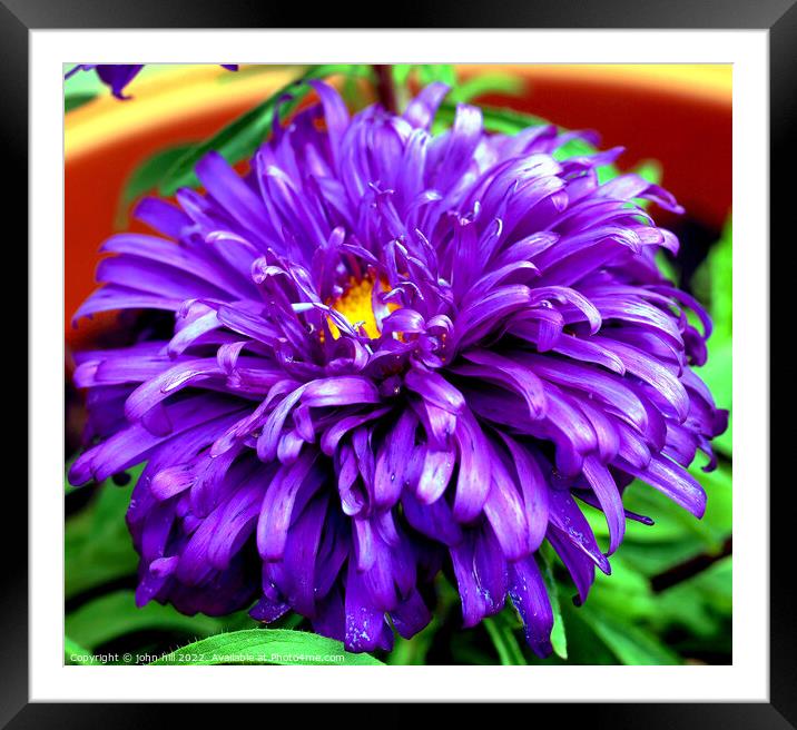 Aster (violet blue) in close up. Framed Mounted Print by john hill