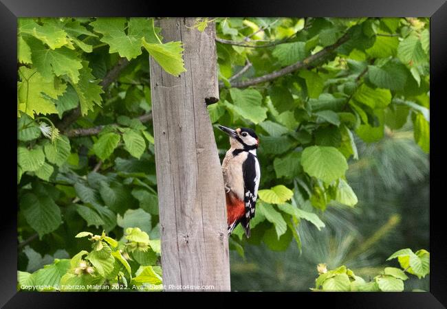 Wooodpecker bird climbs fence post Framed Print by Fabrizio Malisan