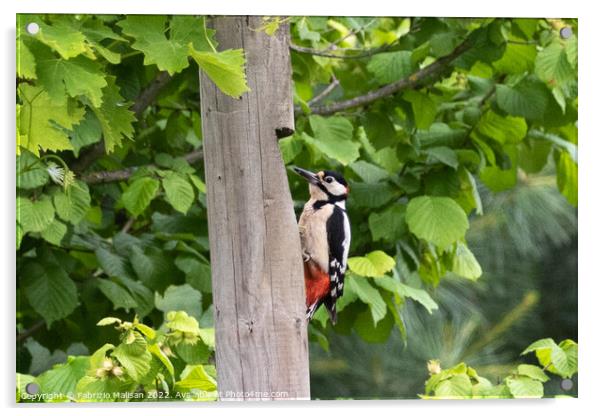 Wooodpecker bird climbs fence post Acrylic by Fabrizio Malisan
