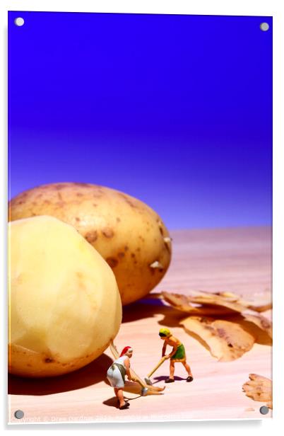 Potato Peelings Acrylic by Drew Gardner