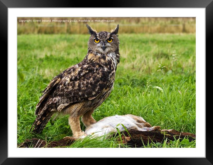Eagle Owl with Prey Framed Mounted Print by Will Ireland Photography