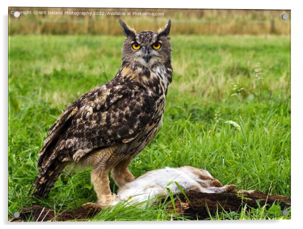 Eagle Owl with Prey Acrylic by Will Ireland Photography