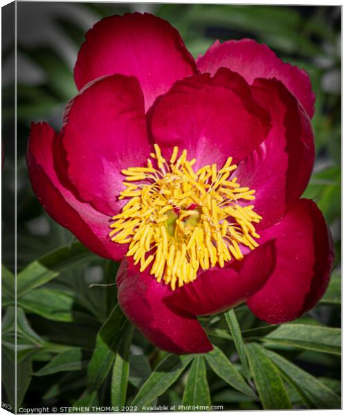 Red Peony Canvas Print by STEPHEN THOMAS
