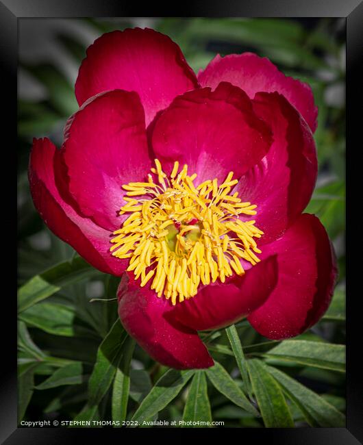 Red Peony Framed Print by STEPHEN THOMAS