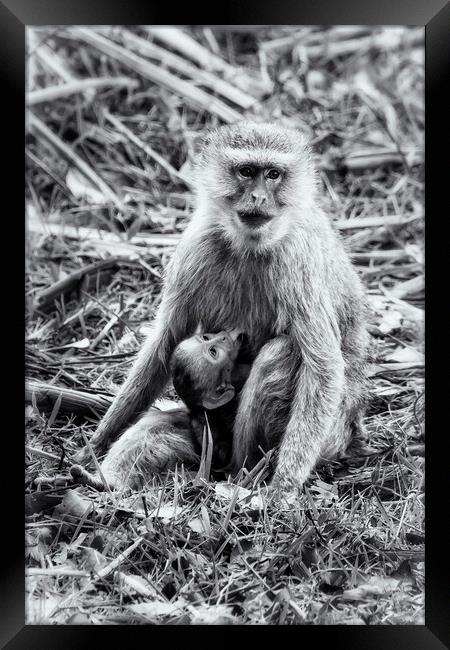 Mother Vervet Monkey Stops to Nurse Baby bw Framed Print by Belinda Greb