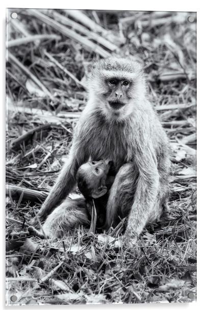 Mother Vervet Monkey Stops to Nurse Baby bw Acrylic by Belinda Greb