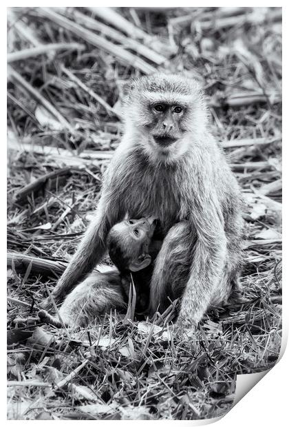 Mother Vervet Monkey Stops to Nurse Baby bw Print by Belinda Greb