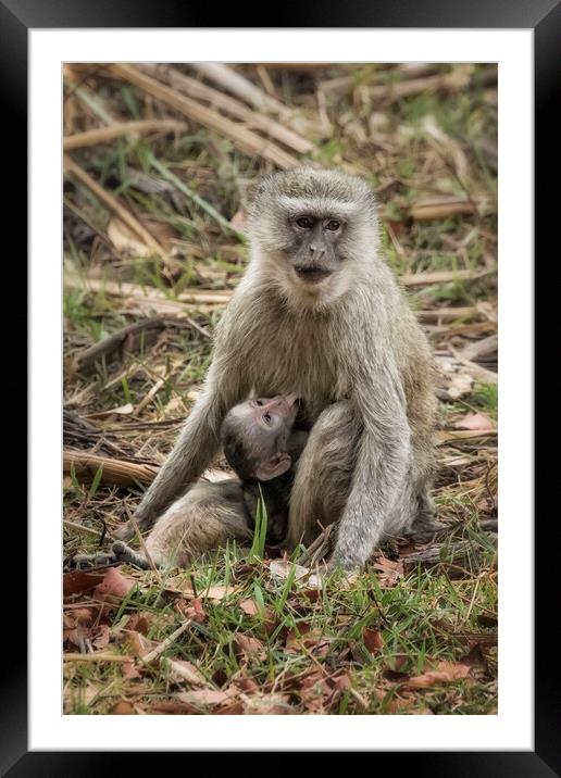 Mother Vervet Monkey Stops to Nurse Baby Framed Mounted Print by Belinda Greb
