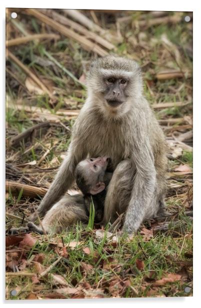Mother Vervet Monkey Stops to Nurse Baby Acrylic by Belinda Greb