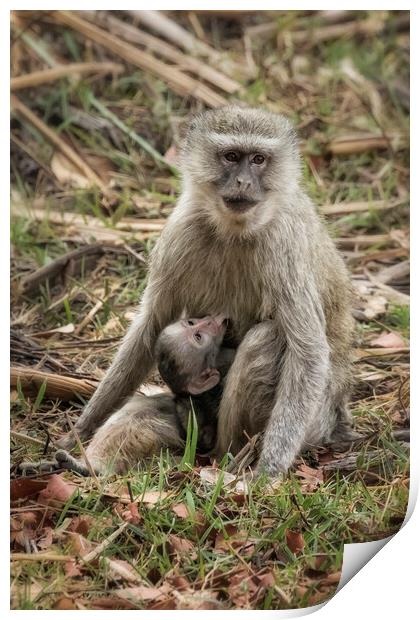 Mother Vervet Monkey Stops to Nurse Baby Print by Belinda Greb