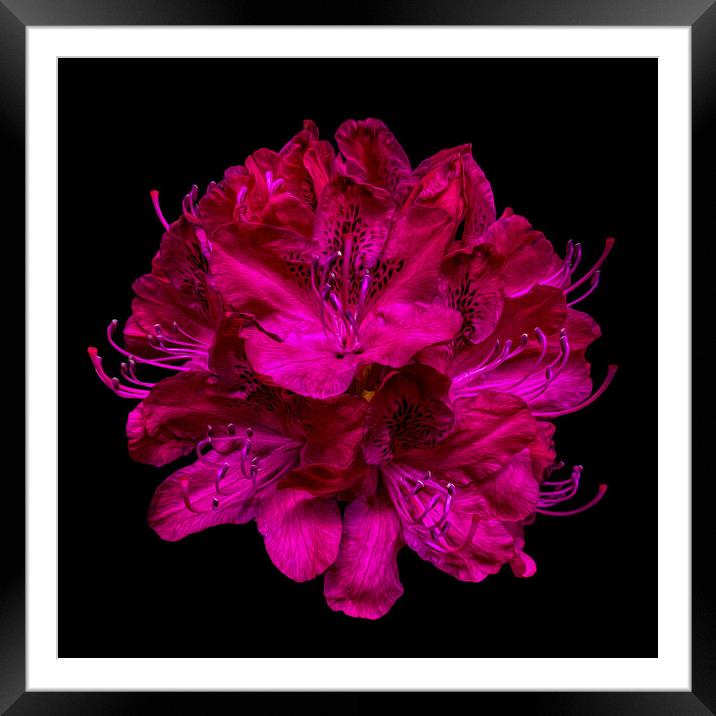 Magenta rhododendron, Belvoir Castle Framed Mounted Print by David McGeachie