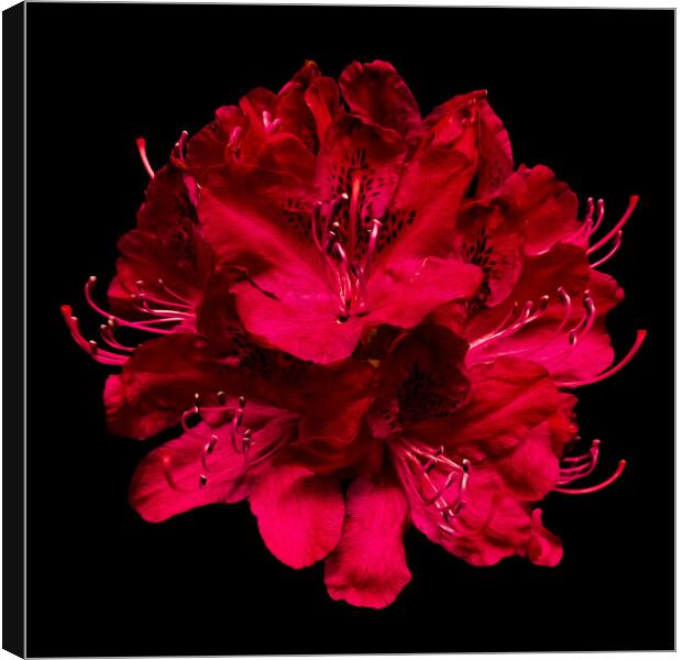 Bold and Beautiful Blooms Canvas Print by David McGeachie