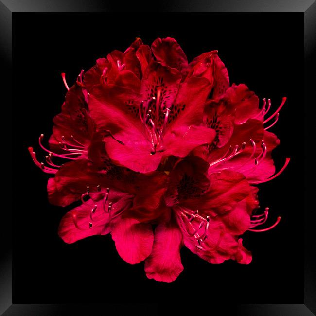 Bold and Beautiful Blooms Framed Print by David McGeachie