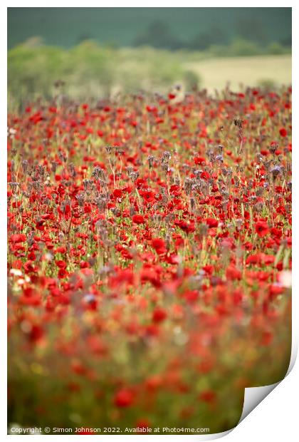 Cotswold Poppies Print by Simon Johnson