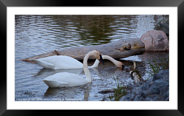 Graceful Trumpeter Swans Embrace Serenity Framed Mounted Print by Ken Oliver