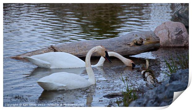 Graceful Trumpeter Swans Embrace Serenity Print by Ken Oliver