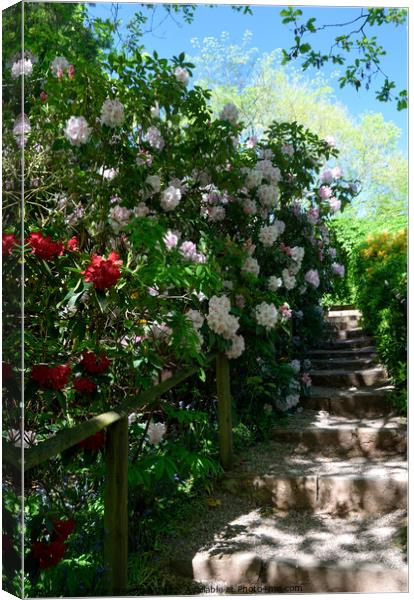 Stone steps bordered by spring flowering shrubs in Canvas Print by Peter Wiseman