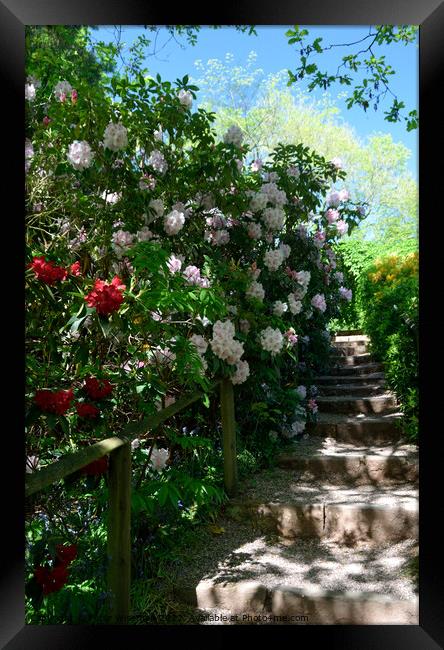 Stone steps bordered by spring flowering shrubs in Framed Print by Peter Wiseman