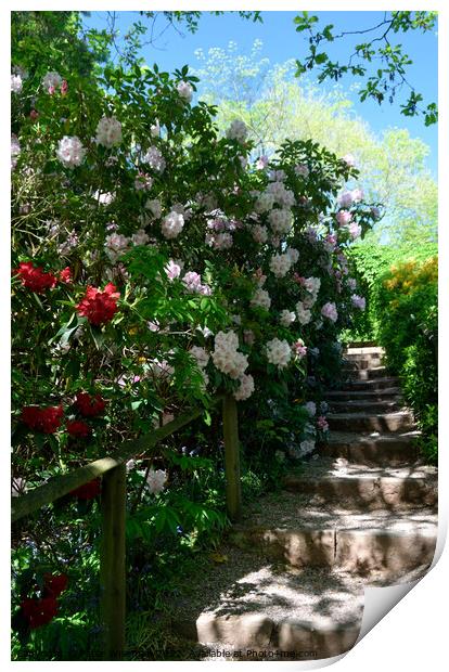Stone steps bordered by spring flowering shrubs in Print by Peter Wiseman