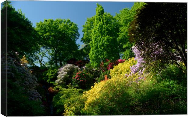 Rhododendrons and Azaleas Canvas Print by Peter Wiseman