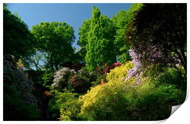 Rhododendrons and Azaleas Print by Peter Wiseman