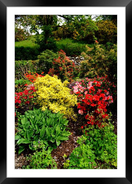 Spring colours in a cottage garden Framed Mounted Print by Peter Wiseman