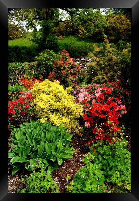 Spring colours in a cottage garden Framed Print by Peter Wiseman
