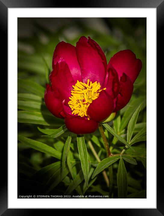 Red Peony Framed Mounted Print by STEPHEN THOMAS