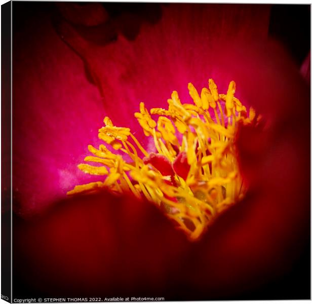 A peek into a red peony! Canvas Print by STEPHEN THOMAS