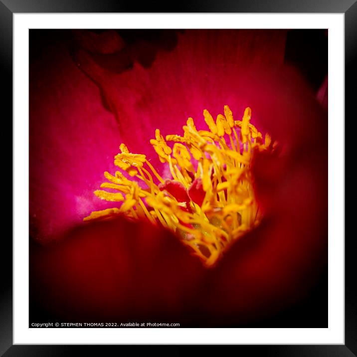 A peek into a red peony! Framed Mounted Print by STEPHEN THOMAS