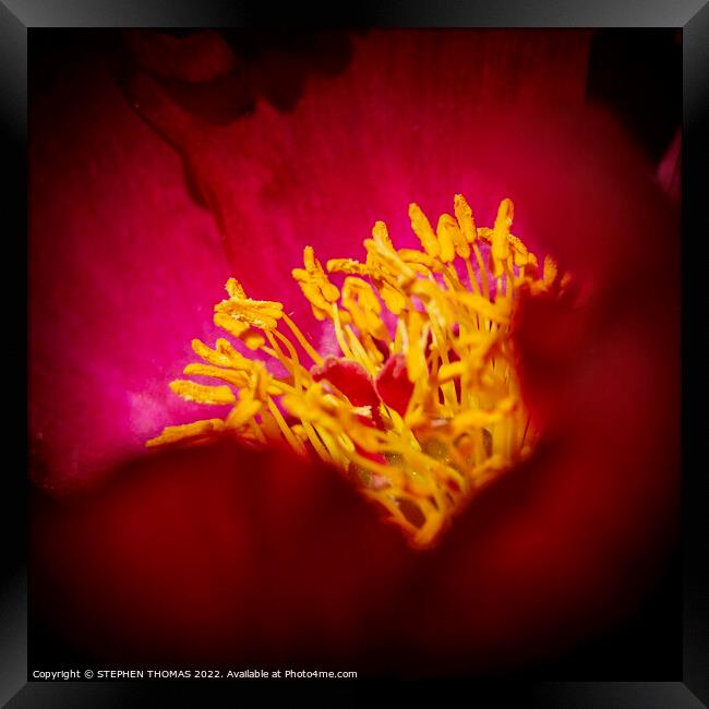 A peek into a red peony! Framed Print by STEPHEN THOMAS