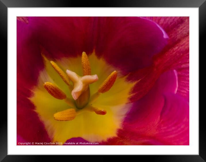 Inside Tulip Flower Framed Mounted Print by Maciej Czuchra