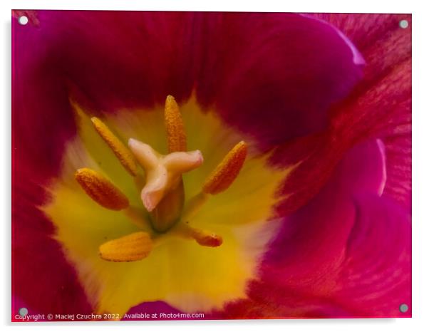 Inside Tulip Flower Acrylic by Maciej Czuchra