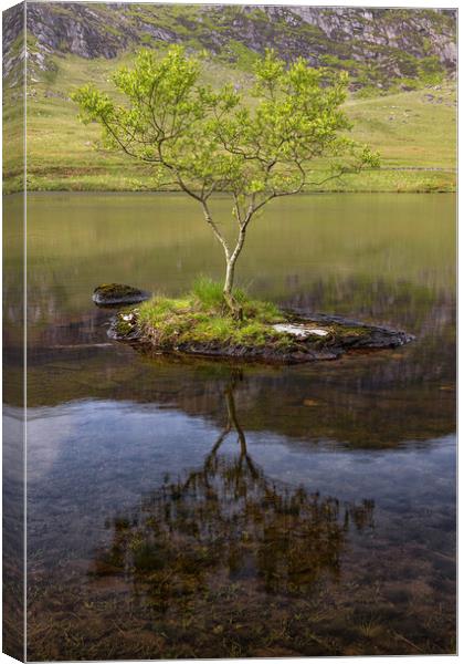 Lonely tree on a rock Canvas Print by Rory Trappe