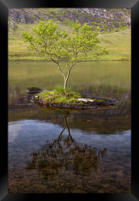 Lonely tree on a rock Framed Print by Rory Trappe