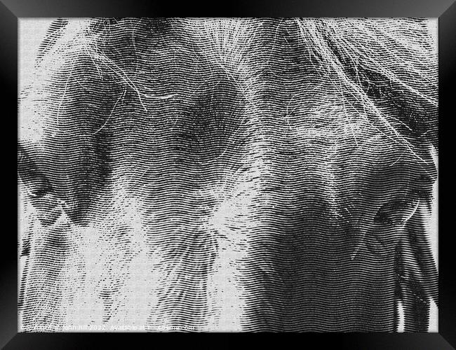 Horses head (engraving) Framed Print by john hill