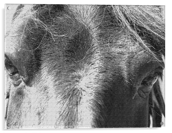 Horses head (engraving) Acrylic by john hill