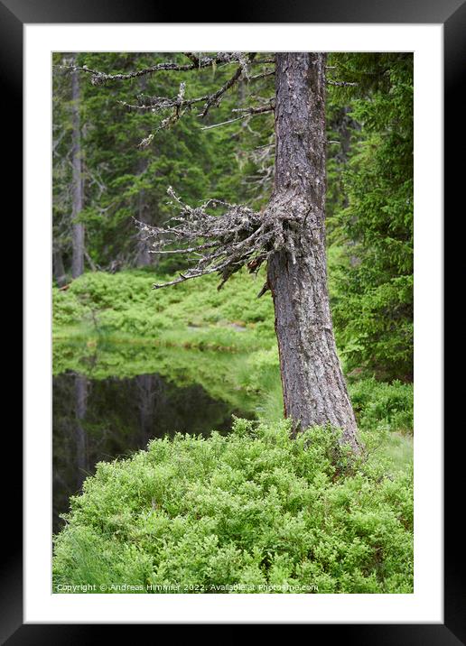 Spruce trunk in the Rauris Virgin Forest Framed Mounted Print by Andreas Himmler