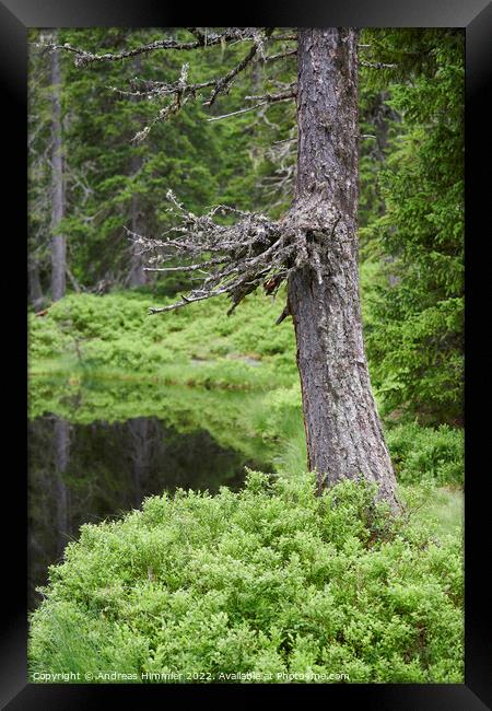 Spruce trunk in the Rauris Virgin Forest Framed Print by Andreas Himmler