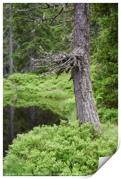 Spruce trunk in the Rauris Virgin Forest Print by Andreas Himmler