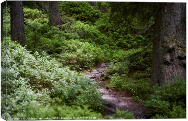 Narrow path through the Rauris Virgin Forest Canvas Print by Andreas Himmler