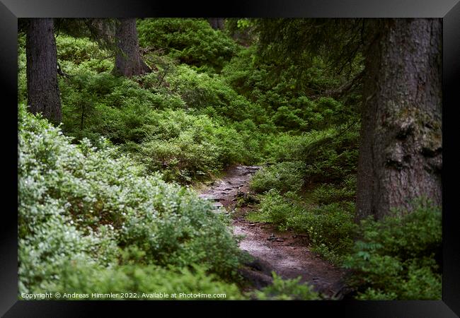 Narrow path through the Rauris Virgin Forest Framed Print by Andreas Himmler