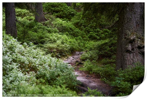 Narrow path through the Rauris Virgin Forest Print by Andreas Himmler