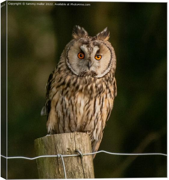 Majestic Longeared Owl Canvas Print by tammy mellor