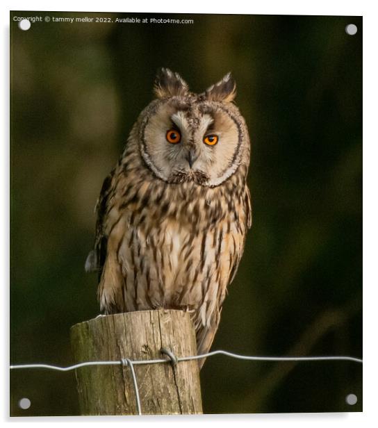Majestic Longeared Owl Acrylic by tammy mellor