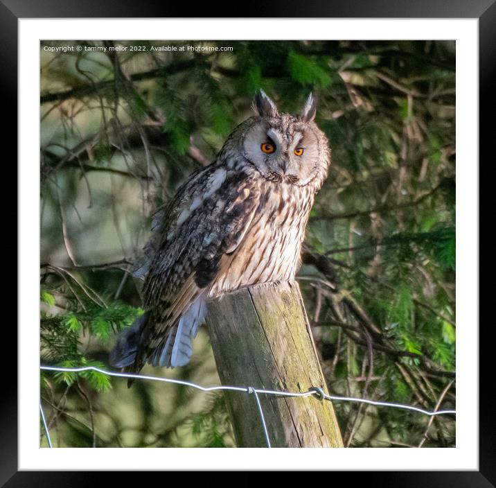 Majestic Long Eared Owl Framed Mounted Print by tammy mellor