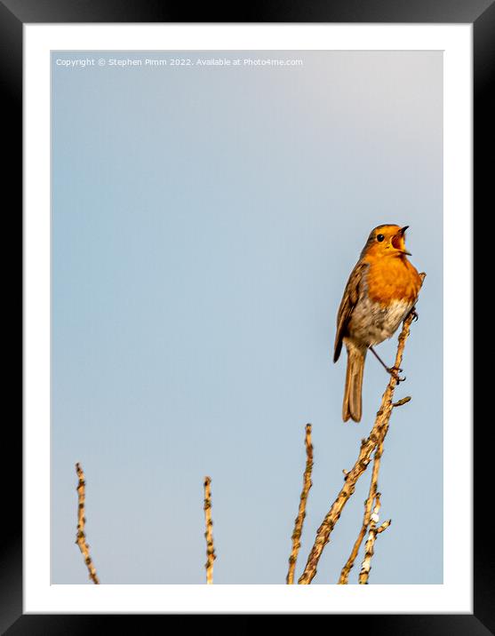 A Robin on a branch Singing  Framed Mounted Print by Stephen Pimm