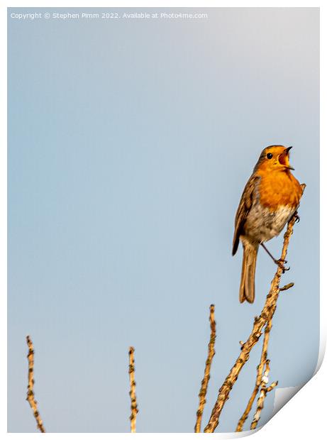 A Robin on a branch Singing  Print by Stephen Pimm