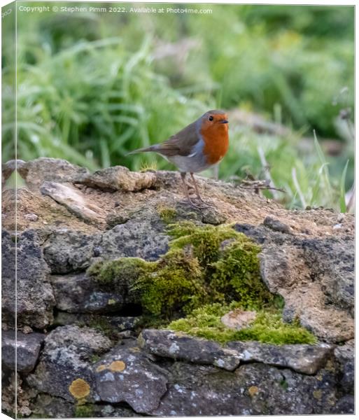 A Robin on a wall Canvas Print by Stephen Pimm
